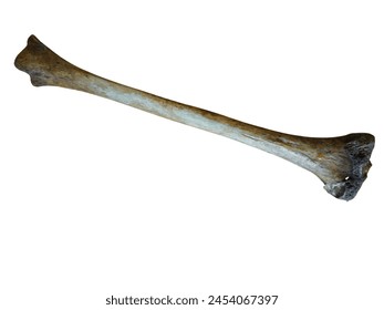 Isolated image of Real human Tibia bone in white background showing the tibial head , shaft, medial malleolus and articular surfaces. human anatomy education.