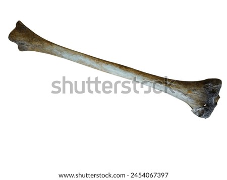 Isolated image of Real human Tibia bone in white background showing the tibial head , shaft, medial malleolus and articular surfaces. human anatomy education.