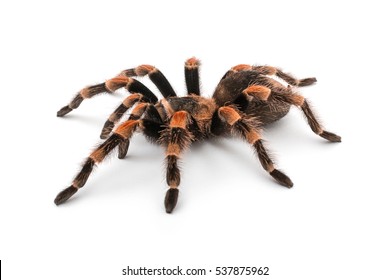 Mexican Redknee Tarantula Brachypelma Smithi Spider Stock Photo 