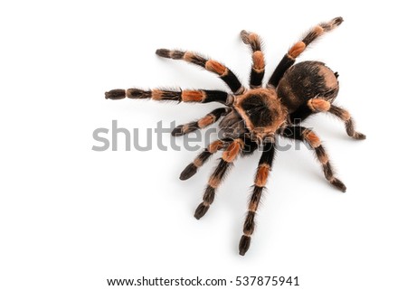 Isolated image of a tarantula