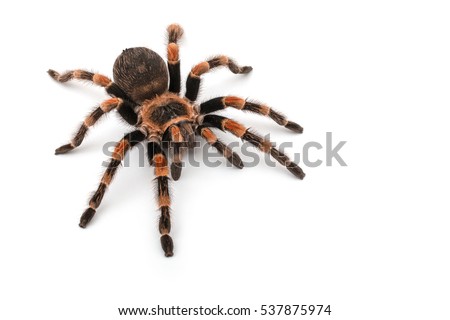 Isolated image of a tarantula