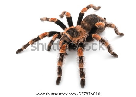 Isolated image of a tarantula