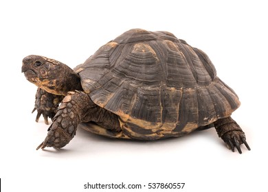 Isolated image of a turtle