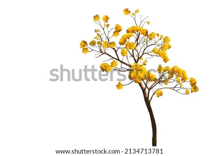 Isolated image of a yellow flowering tree in full bloom on a white background suitable for background and textures.