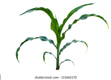 a Isolated image of a young corn stalks