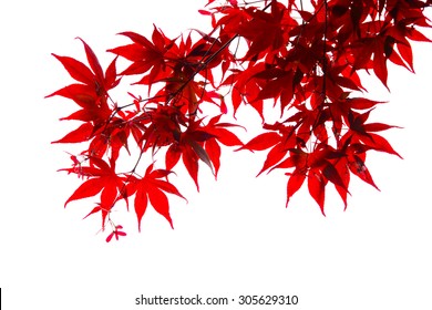 Isolated japanese red maple leaf - Powered by Shutterstock