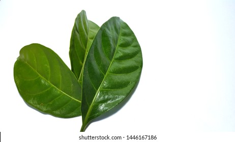 Isolated Jasmine Leaves One Basic Ingredients Stock Photo 1446167186 ...