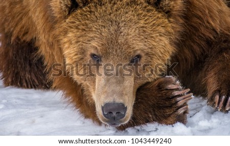 Isolated Kodiak Bear Resting On Paw