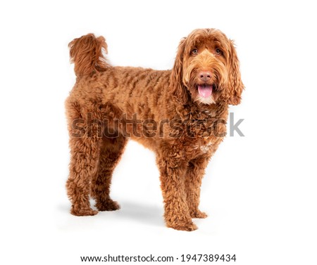 Isolated Labradoodle dog standing sideways with mouth open and tongue out. Medium to large female adult dog looking at camera. Happy or excited dog expression. Fluffy curled red fur. Selective focus.