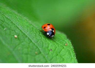 Isolated ladybird sitting on a green leaf