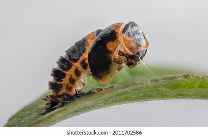 Isolated Ladybug Pupa On A Leaf