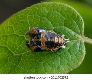 Isolated Ladybug Pupa On A Leaf