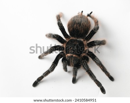 isolated large black tarantula of the type tliltocatle albopilosum
