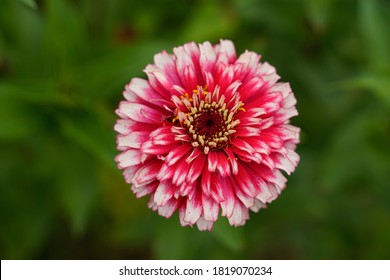 5 Hidden dragon zinnia Images, Stock Photos & Vectors | Shutterstock