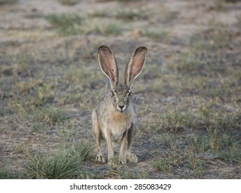 Isolated large wild female mammal desert hare, American Black-tailed Jackrabbit, with big long high ears sits facing camera, on arid sparse green arid land as background 