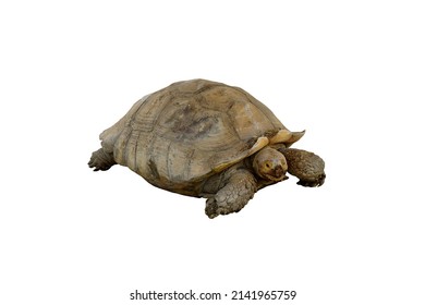 Isolated The Largest African Spurred Tortoise Or Centrochelys Sulcata Cutout On White Background.