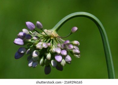 Isolated Lavender Globe Lily On Bending Stalk 