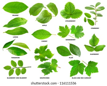 Isolated leaf collection. Various green leaves of fruit and berry shrubs and trees isolated on white background