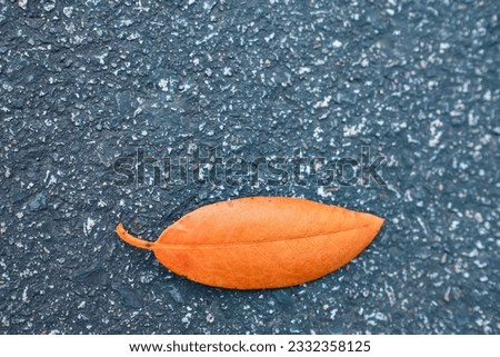 Isolated leaf, fallen autumn leaves isolated on dark background. One fallen leave on the asphalt in the city park. Copyspace for text, nobody
