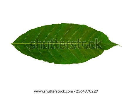 isolated leaf on plain background