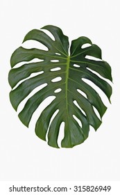 An Isolated Leaf Of Split Leaf Philodendron, Monstera Deliciosa