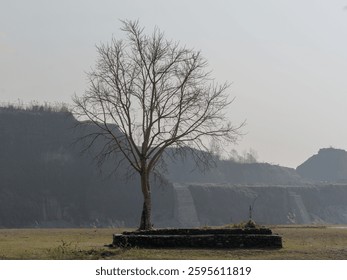 An isolated leafless withered tree in the field on the background of rocky mountains