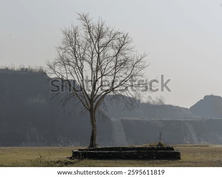 An isolated leafless withered tree in the field on the background of rocky mountains