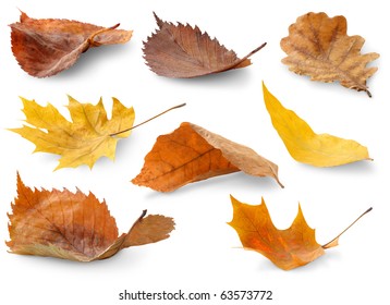 Isolated leaves collection. Colorful autumn leaves of various trees lying on a ground isolated on white backround