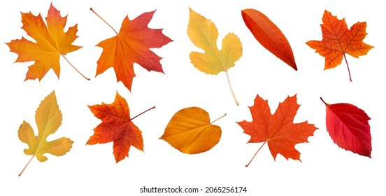 Isolated leaves. Collection of multicolored fallen autumn leaves isolated on white background