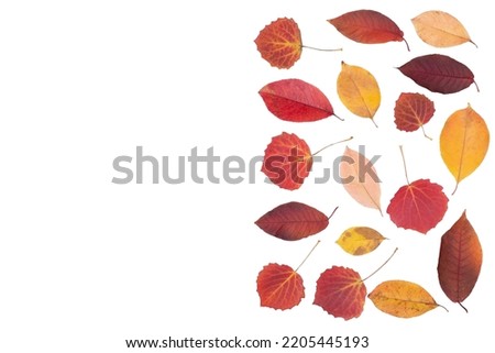 Isolated leaves. Collection of multicolored fallen autumn leaves isolated on white background. High quality photo