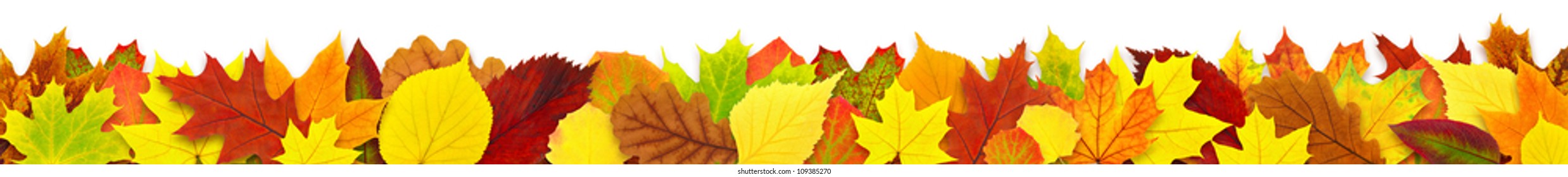 Isolated Leaves. Long Border With Colorful Autumn Tree Leaf Isolated On White Background