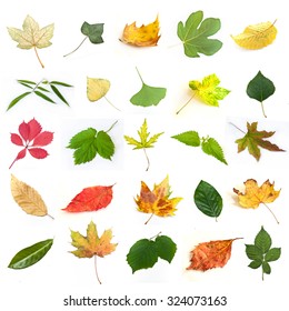 Isolated Leaves Various Trees On White Stock Photo 324073163 | Shutterstock