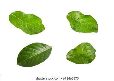 Isolated  Leaves  And White Background