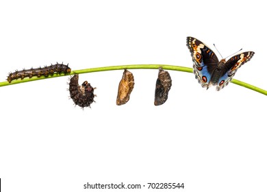 Isolated life cycle of blue pansy butterfly ( Junonia orithya Linnaeus ) from caterpillar and chrysalis , metamorphosis , growth hanging on twig with clipping path