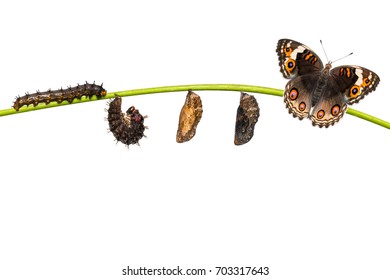 Caterpillar To Butterfly Images Stock Photos Vectors - 