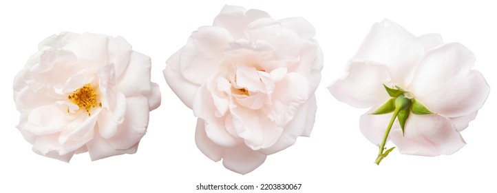 Flores de rosa claro aisladas sobre fondo blanco. Bud y hoja de rosa rosa rosa rosa claro aislados en blanco. Se levanta el té. Flores de rosa de Aroma