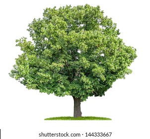 Isolated Lime Tree On A White Background