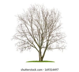 Isolated  Lime Tree In The Winter