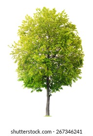 Isolated Linden Tree