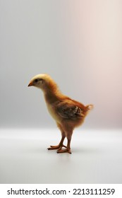 Isolated Little Rhode Island Red Baby Chicken Team Stand In A Row On Solid White Clear Background In Studio Light.