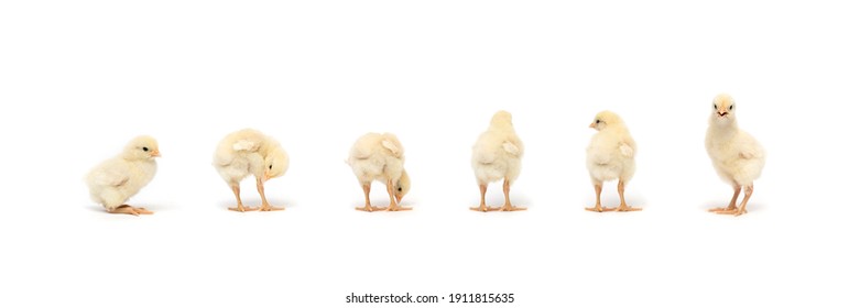 Isolated Little Rhode Island White Baby Chicken Team Stand In A Row On Solid White Clear Background In Studio Light.