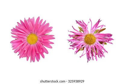 Isolated live and dead flower on white background. Fresh and dried flower.