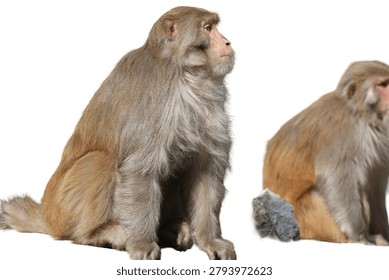 Isolated macaque monkey sitting in profile view with another blurred primate in the background on a white background
