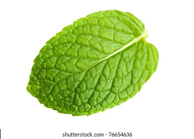 Isolated Macro Of Fresh Mint Leaf