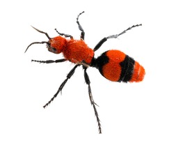 Isolated Macro Photo Of Cow Killer Or Velvet Ant, That Is Actually A Wingless Wasp But Has A Very Painful Sting