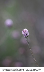 Isolated Macro Purple Flower Of Cape Floral Region With Dark Background