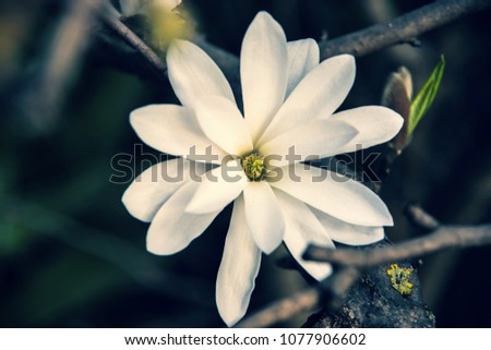 Isolated magnolia flower. Magnolia tree (magnolia stellata)