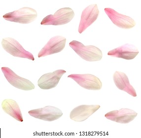 Isolated Magnolia Petals