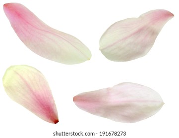 Isolated Magnolia Petals