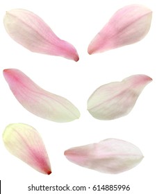 An Isolated Magnolia Petals